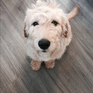 Meet your Posher, Katie